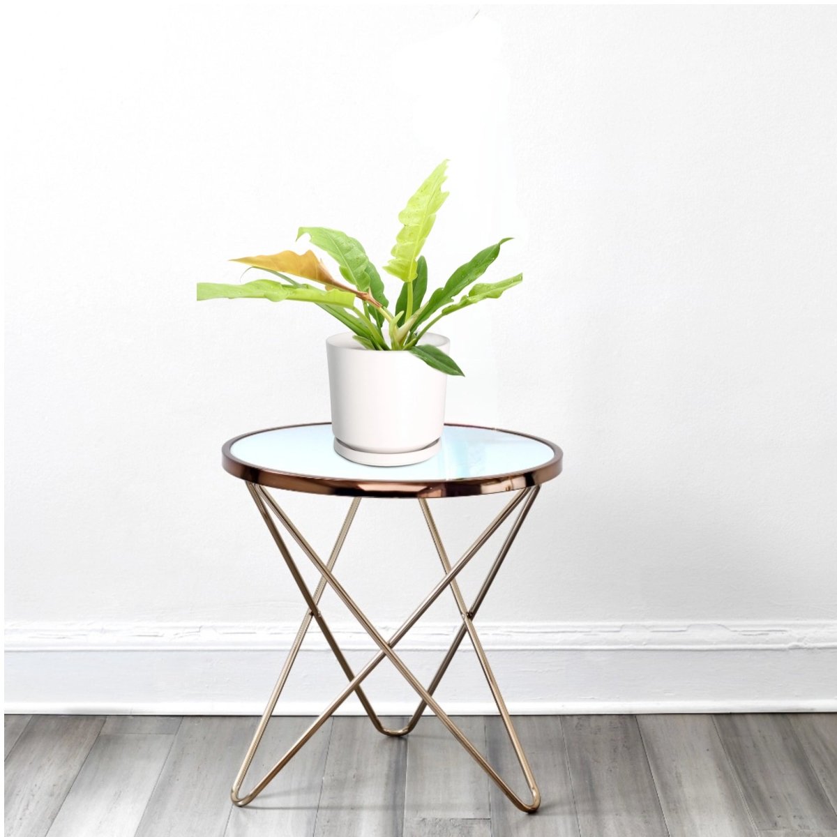 Philodendron 'Ring of Fire' – 30cm - Greensouq -