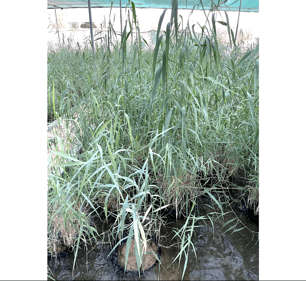 Phragmites Australis "Common reed" - Greensouq -