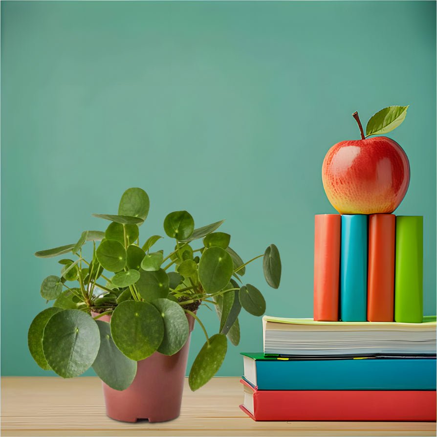 Pilea Peperomioides Mini "Chinese Money Plant" - Greensouq -