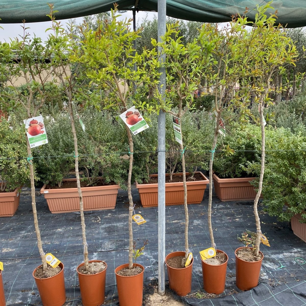 Pomegranate Spanish 1.2 - 1.5m شجرة الرمان - Greensouq -