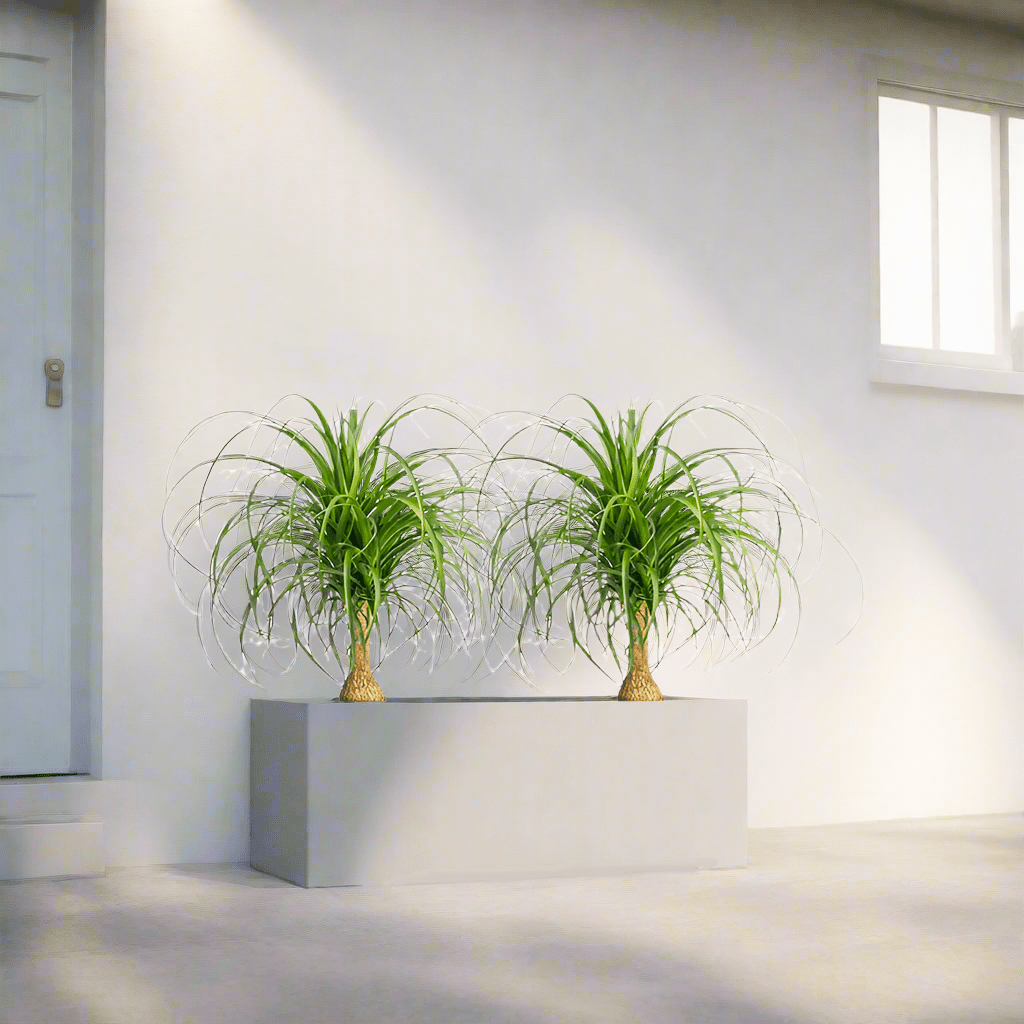 Ponytail Palm Indoor Pair in Rectangular Fiber Glass Planter (GRP) (60x30x30cm) - Greensouq -