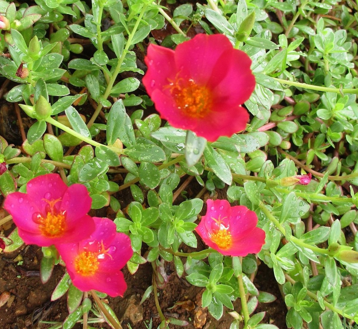 Hanging Wingpod Purslane | Portulaca Umbraticola "Hanging" Wingpod purslane - Greensouq -