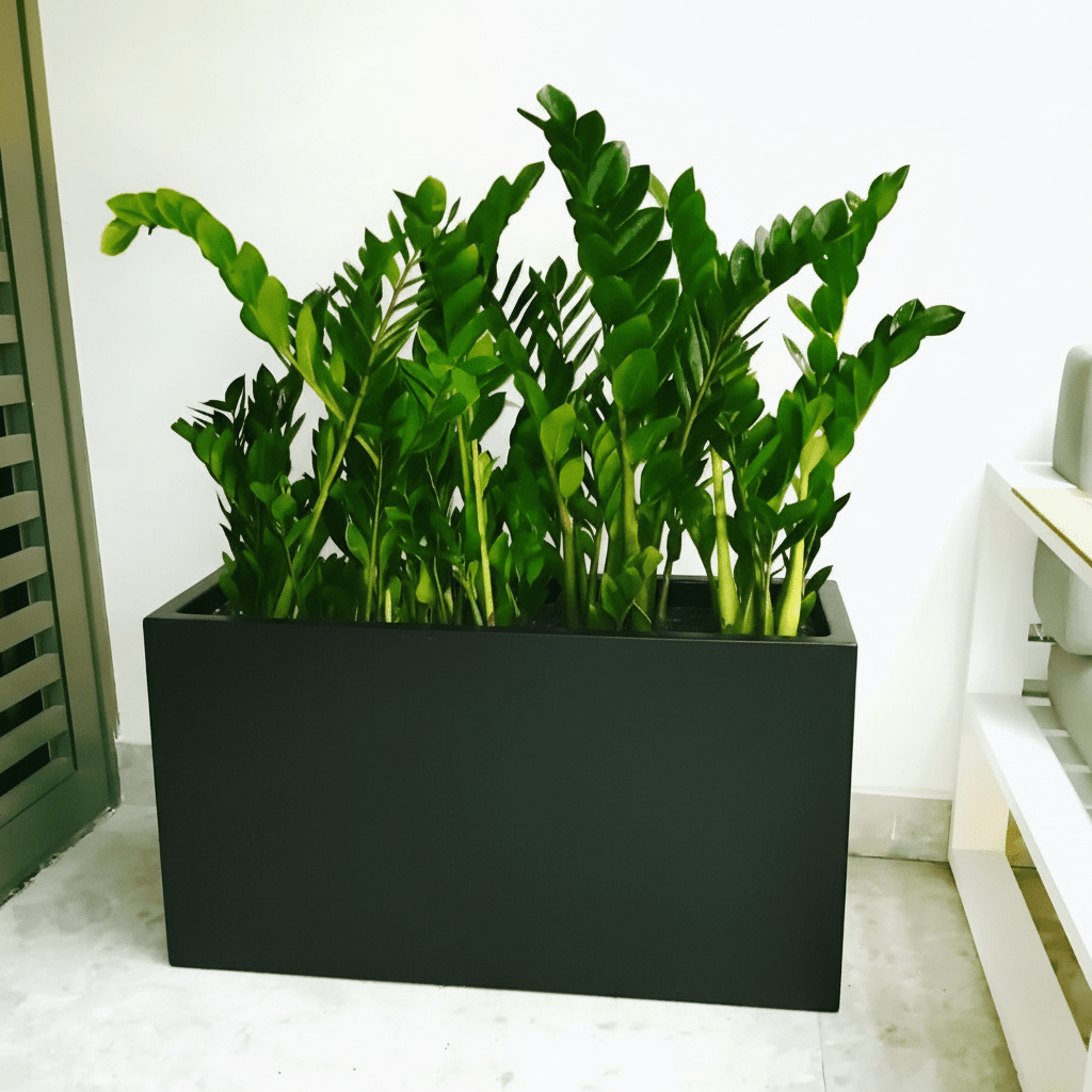 Potted ZZ Plants / ZZ Plants in Fiber Glass Pot (GRP) (90 - 30 - 50cm) - Greensouq -