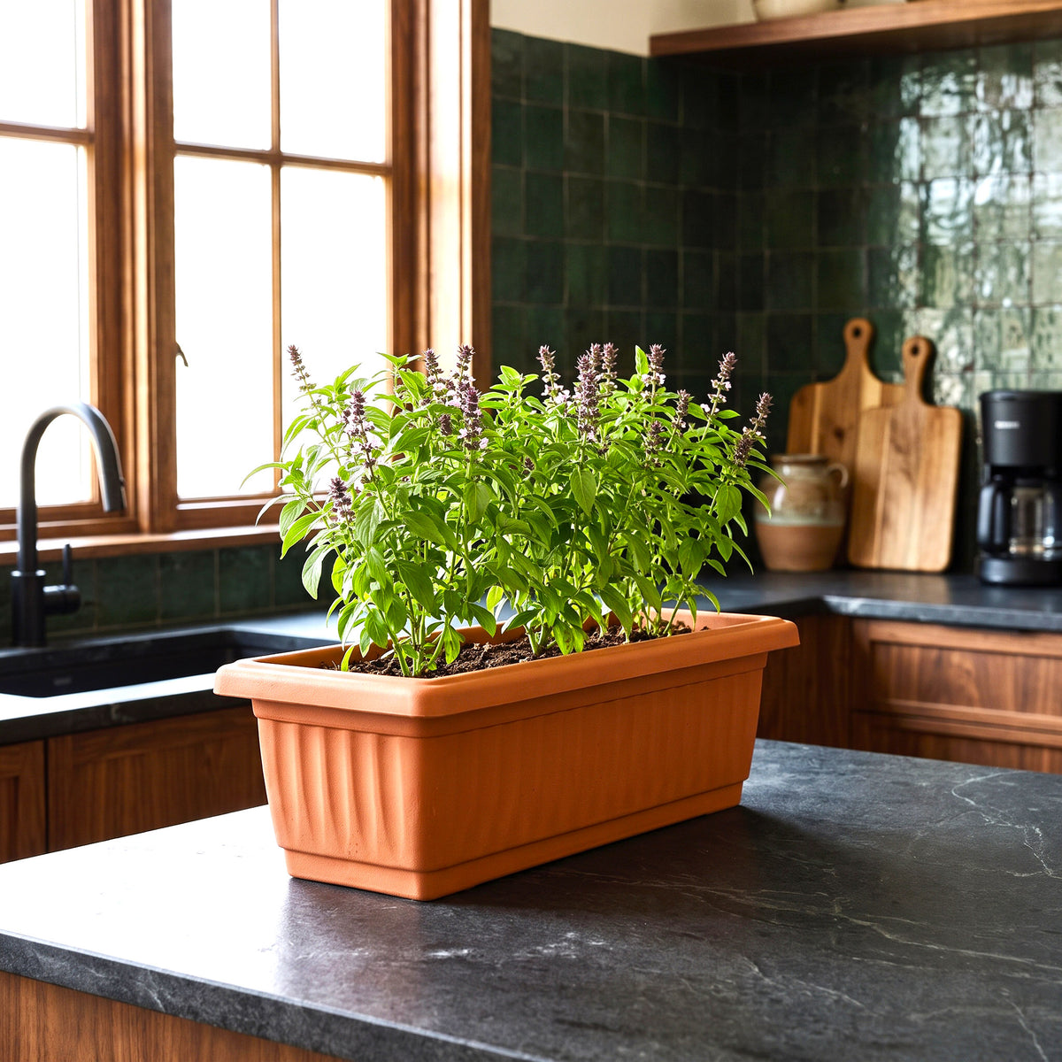 Ready-to-Grow Basil Planter Box for Kitchen & Balcony – Fresh Herb Garden Kit (10L / 15L) | UAE