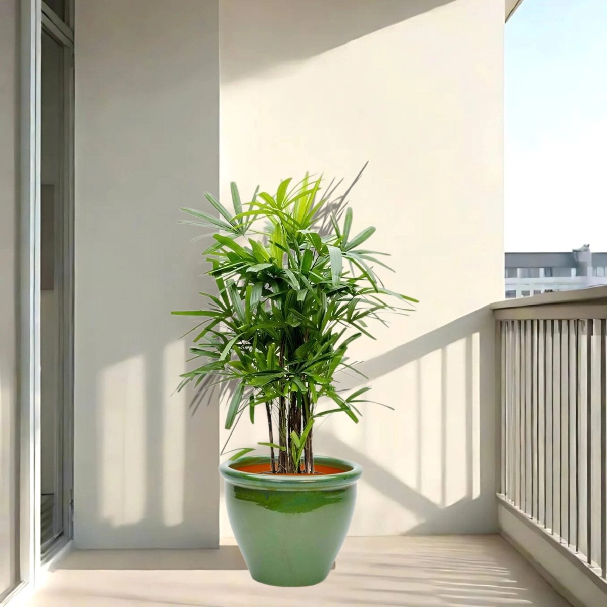 Rhapis Excelsa "Lady Palm سيدة النخيل or Miniature Fan Palm" in Rolled Rim Pot - Greensouq -