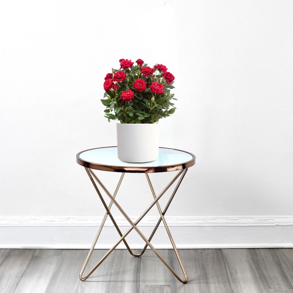 Rose Plant Indoor 20 – 30cm - Greensouq -