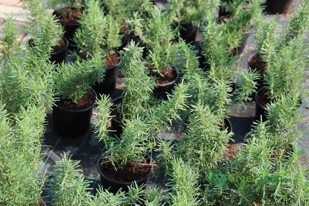Rosmarinus Officialis or Rosemary Herb - Greensouq -