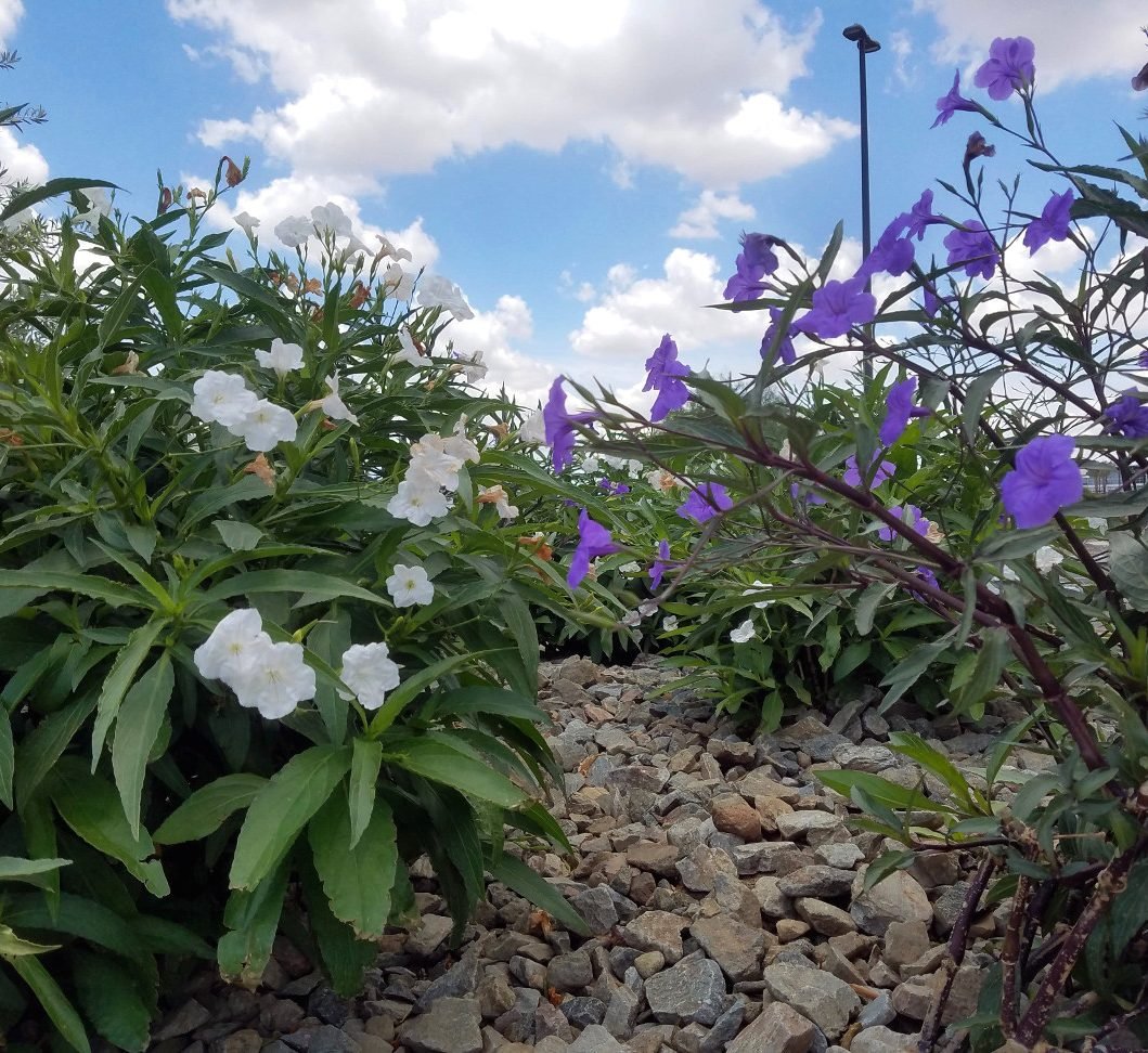 Ruellia Ciliosa "Wild Petunia" 6Ltr Pot - Greensouq -