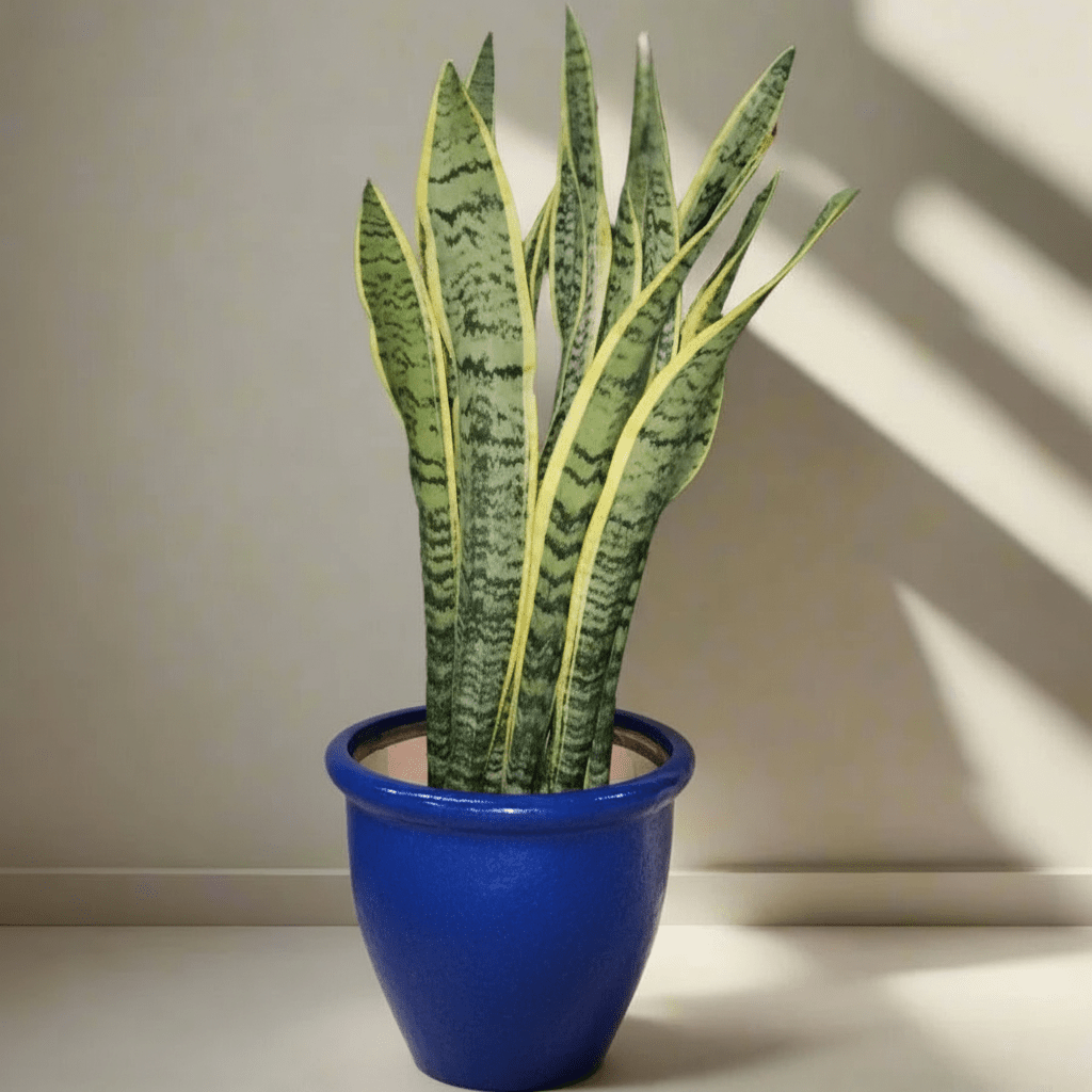 Sansevieria Trifasciata 'Laurentii' or Snake Plant - Greensouq -
