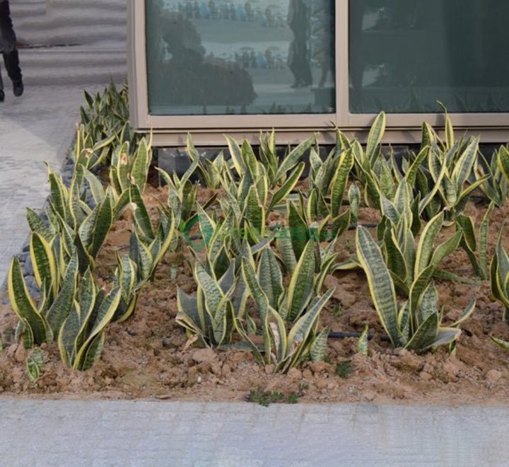 Sansevieria Trifasciata Or Snake Plant (Outdoor) - Greensouq -