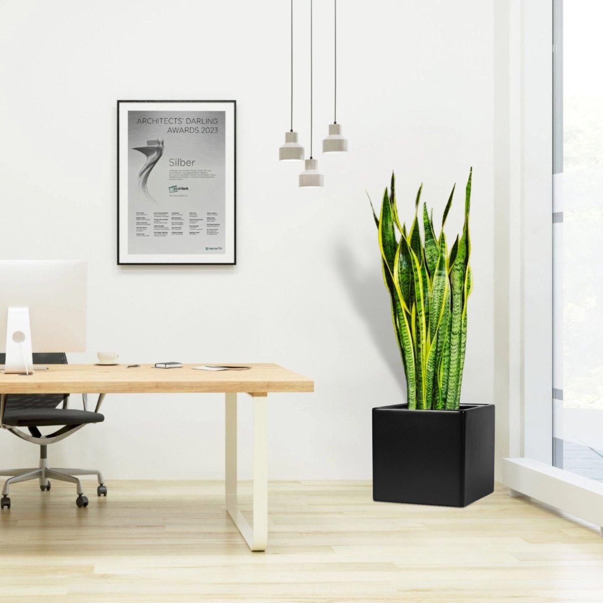 Sansevieria Trifasciata "Snake Plant" in Grp Square Pot 40x40 - Greensouq -