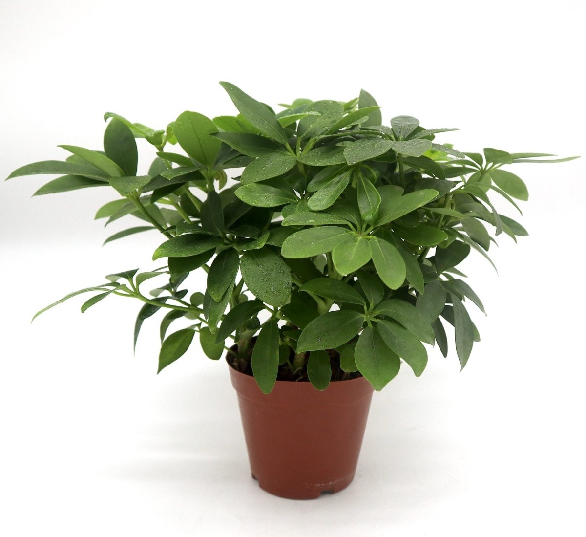 Schefflera arboricola | Compacta | Dwarf Umbrella Tree 25 - 30cm - Greensouq -