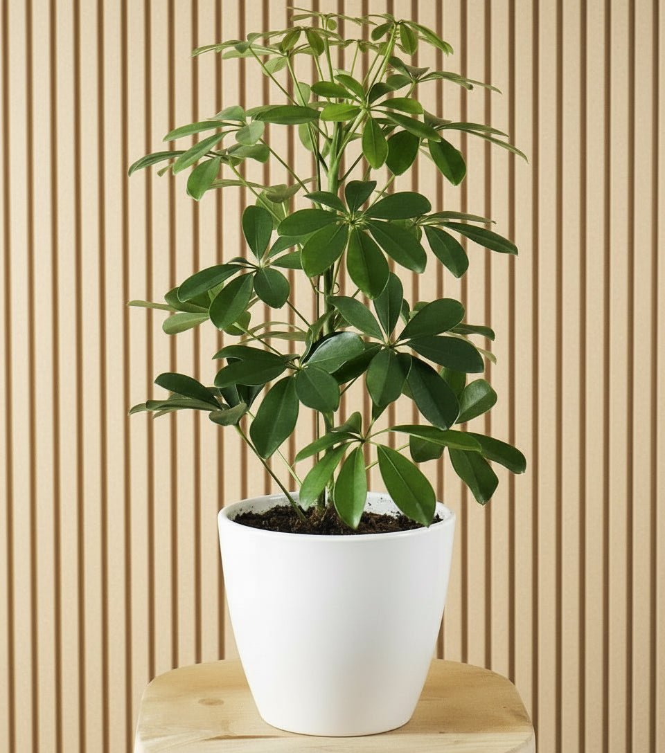Schefflera Arboricola 'Compacta' or Dwarf Umbrella Tree - Greensouq -