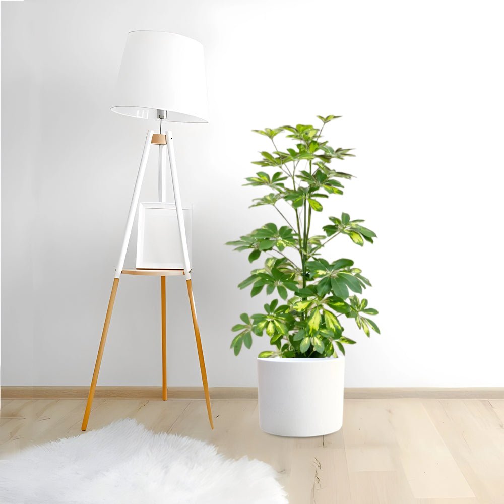 Schefflera arboricola 'Gold Capella' or Dwarf Umbrella Tree - Greensouq -