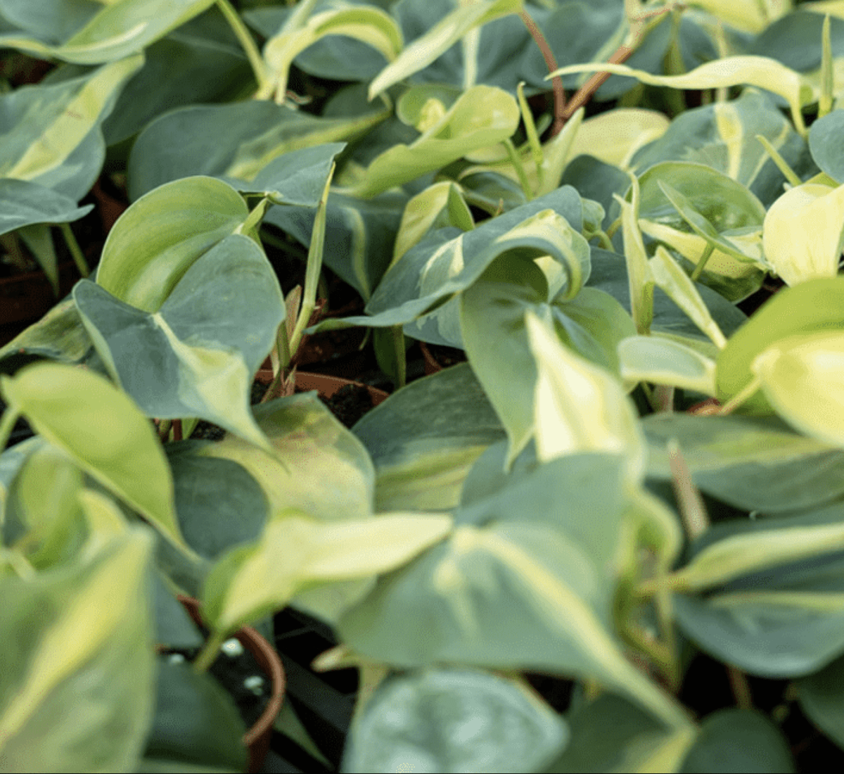 Scindapsus Brasil 80 - 90cm - Greensouq -