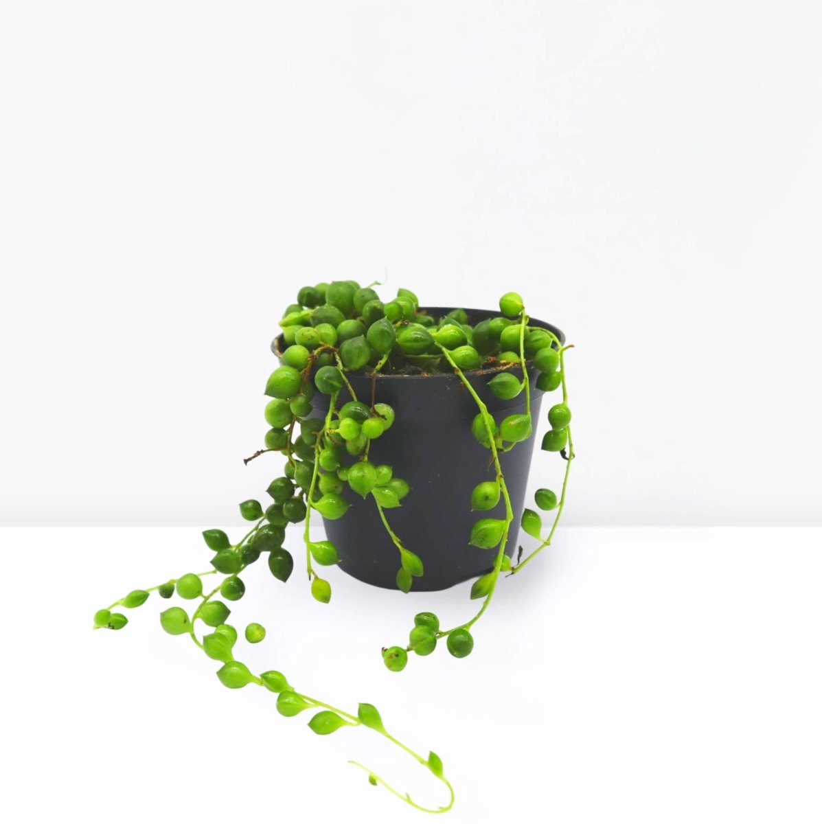 Senecio Rowleyanus "String of Pearls" 10 - 15cm Spread - Greensouq -
