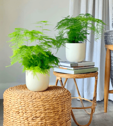 Set of 2 Asparagus Fern - Greensouq -