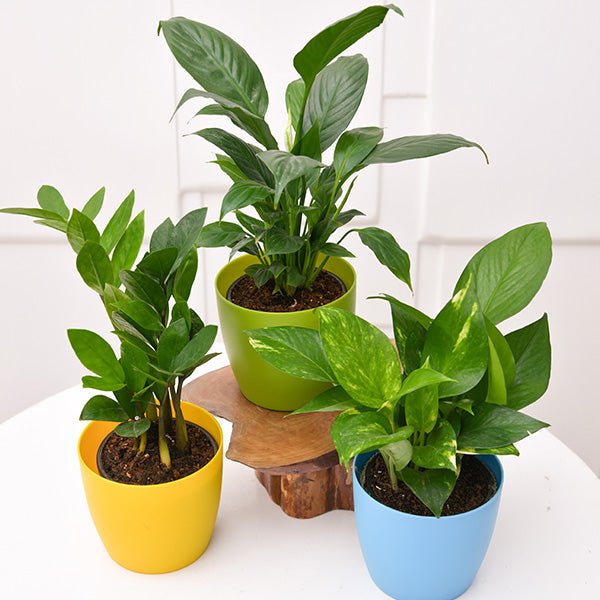 Table Plant Set / Set of 3 Plants for Office Table/Desk - Greensouq -