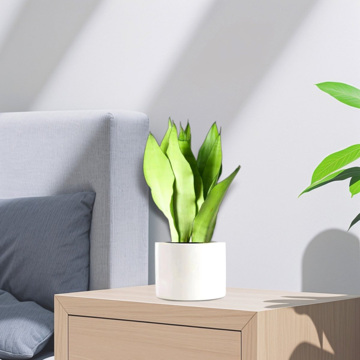 Snake Plant "Moon Shine" 25 - 30cm - Greensouq -
