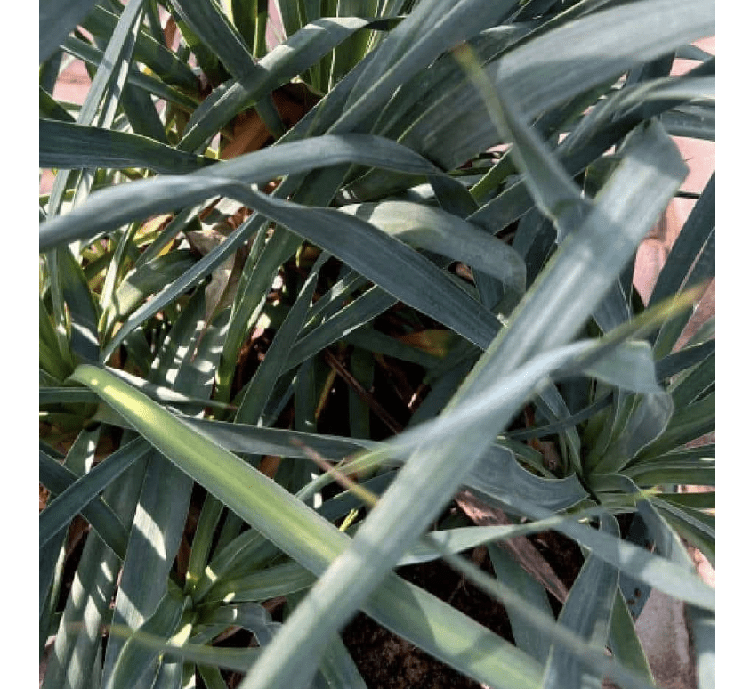 Spanish Dagger Yucca "Yucca Gloriosa" 0.5 - 0.6m - Greensouq -