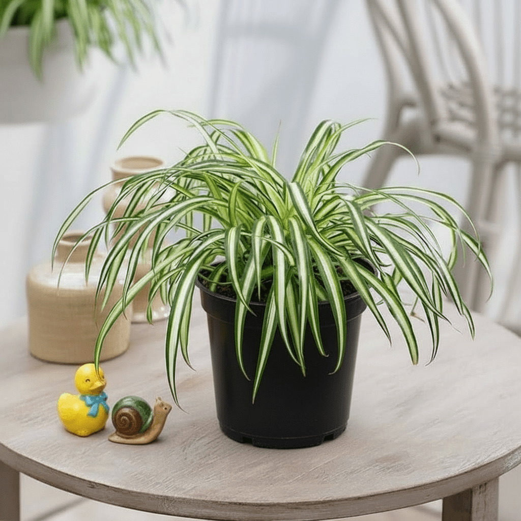 Spider Plant or Air Plant (Chlorophytum Comosum 'Variegatum') - Greensouq -