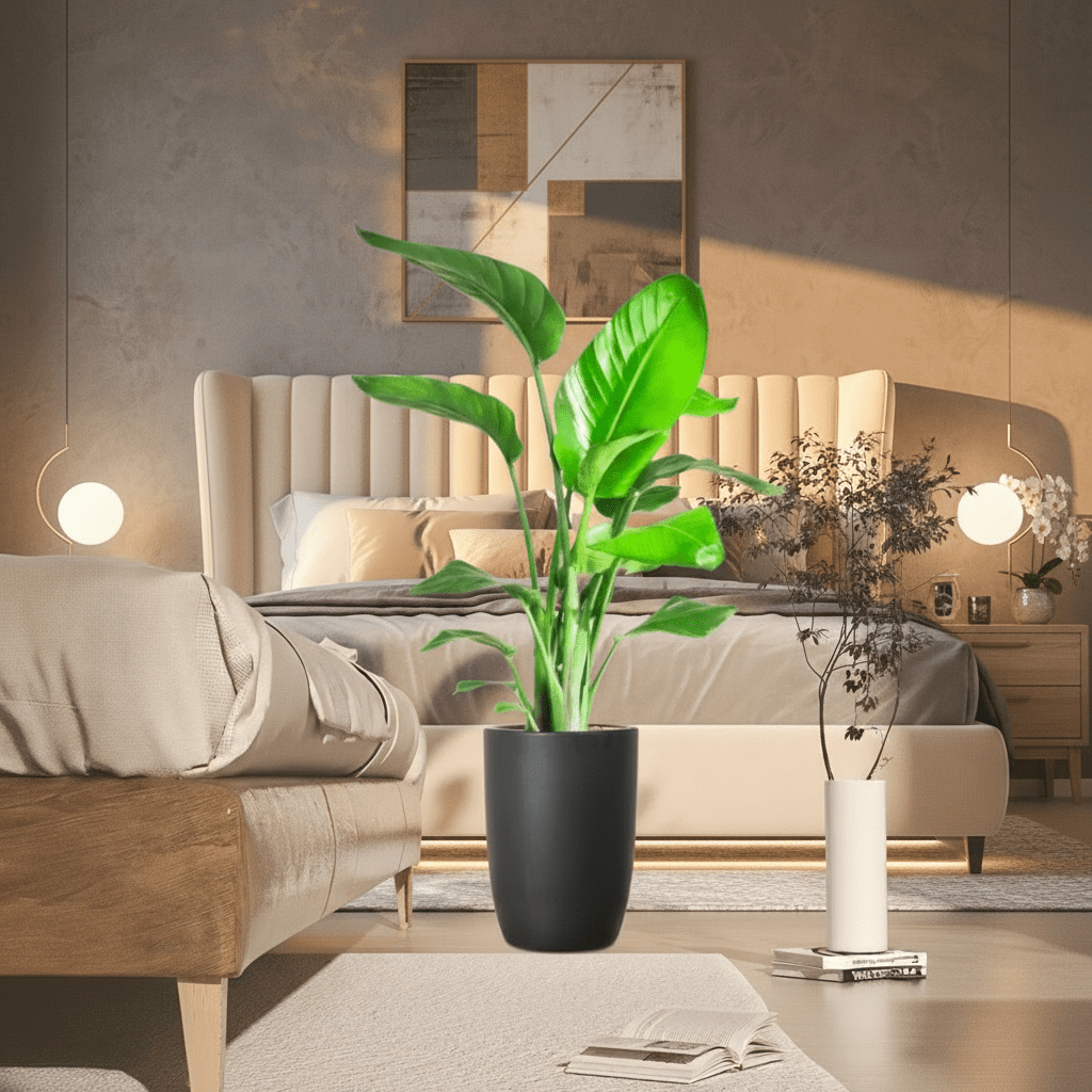 Strelitzia Nicolai / Bird of Paradise Plant طائر الجنة - Greensouq -
