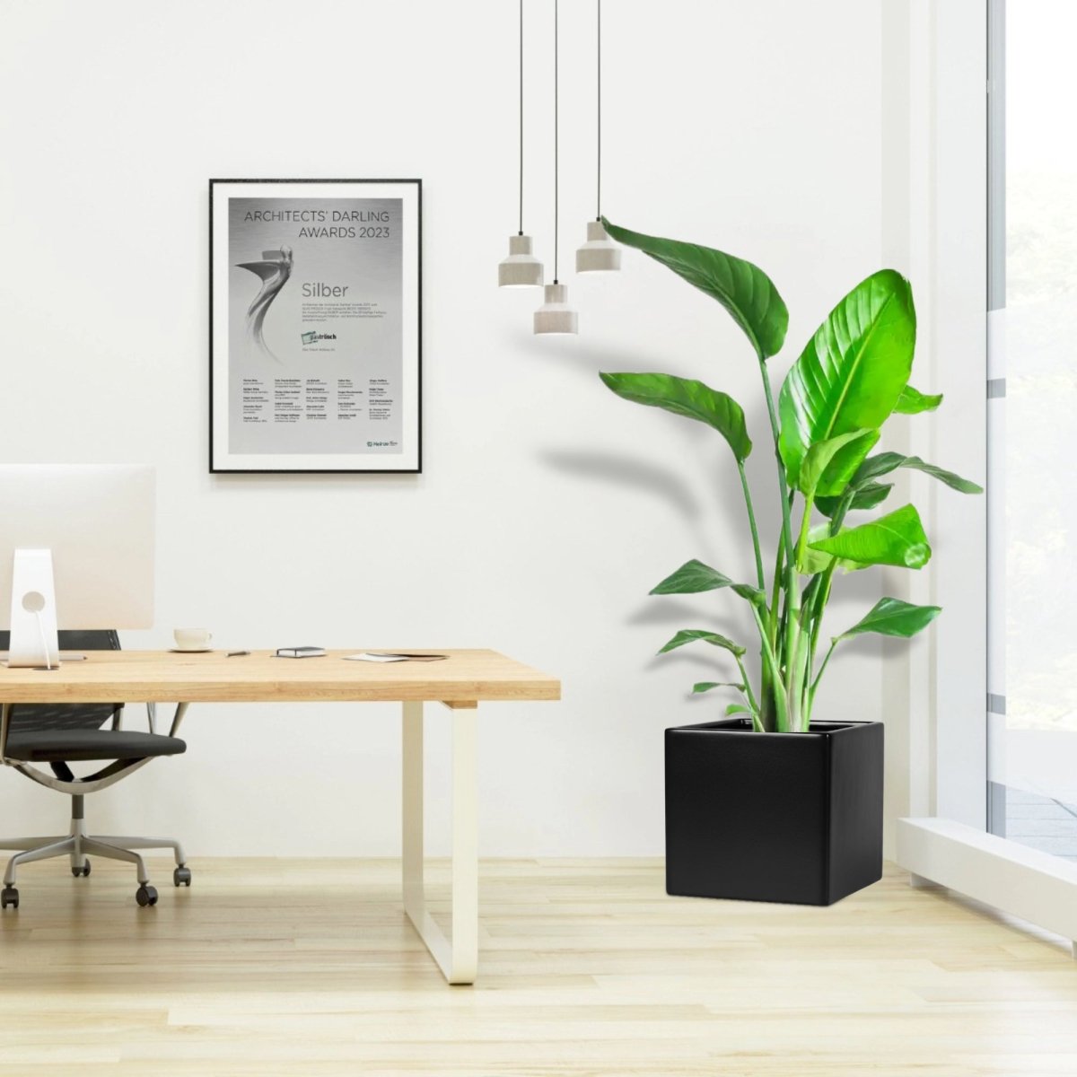 Strelitzia Nicolai / Bird of Paradise Plant طائر الجنة in Grp Square Pot 40x40 - Greensouq -