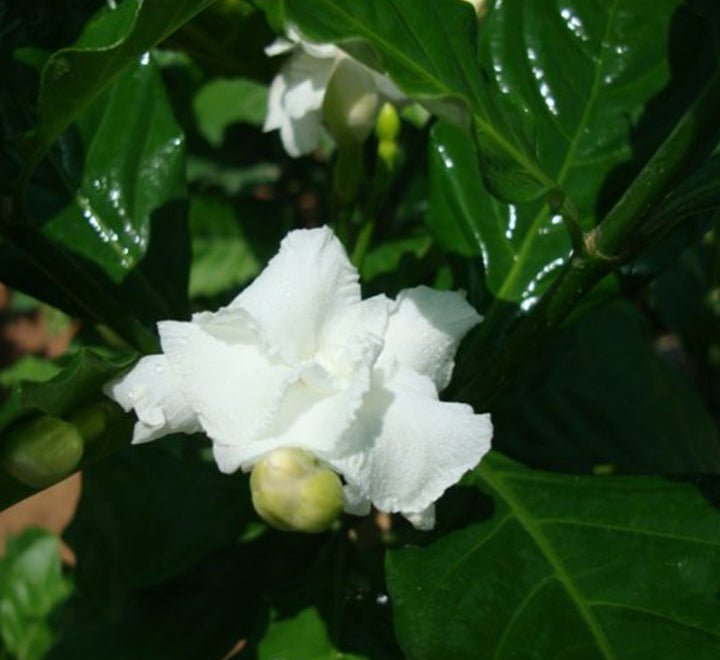 Tabernaemontana Divaricata, crape jasmine - Greensouq -