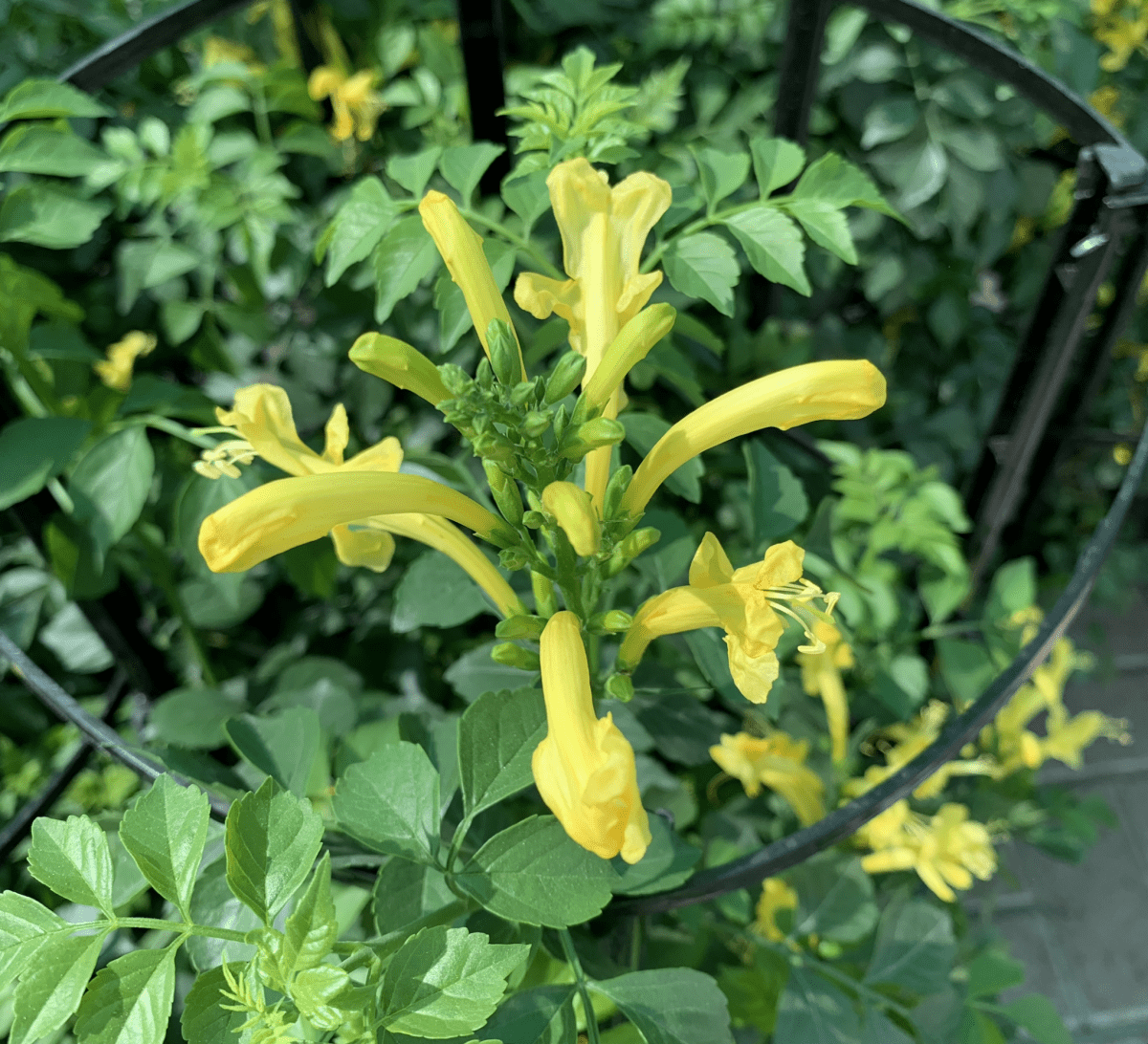 Tecomaria capensis or Cape Honeysuckle 0.7 - 0.9m - Greensouq -