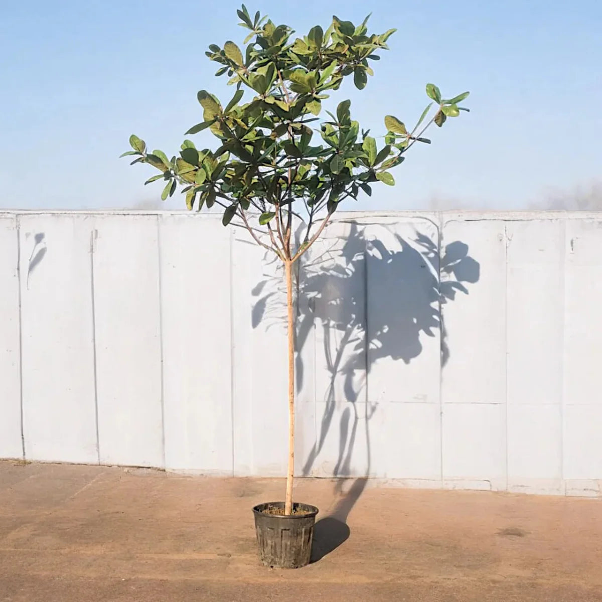 Terminalia catappa "Indian Almond Tree" شجرة اللوز الهندية - Greensouq -