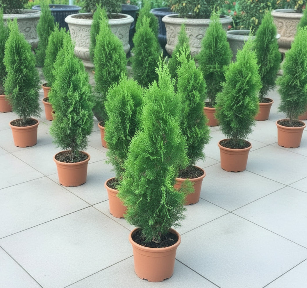Thuja Orientalis 0.8 - 1.0m - Greensouq -