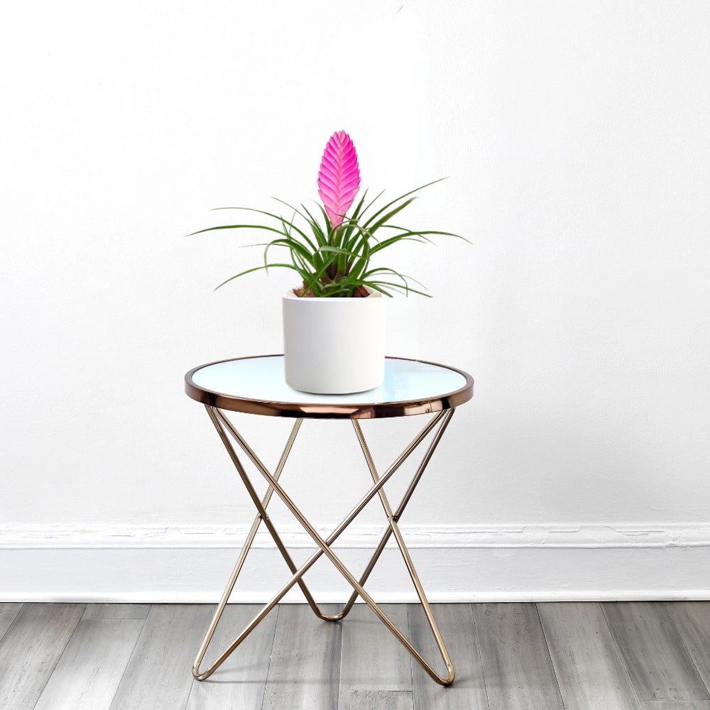 Tillandsia Cyanea Pink Quill "Healthy Indoor Plant" - Greensouq -
