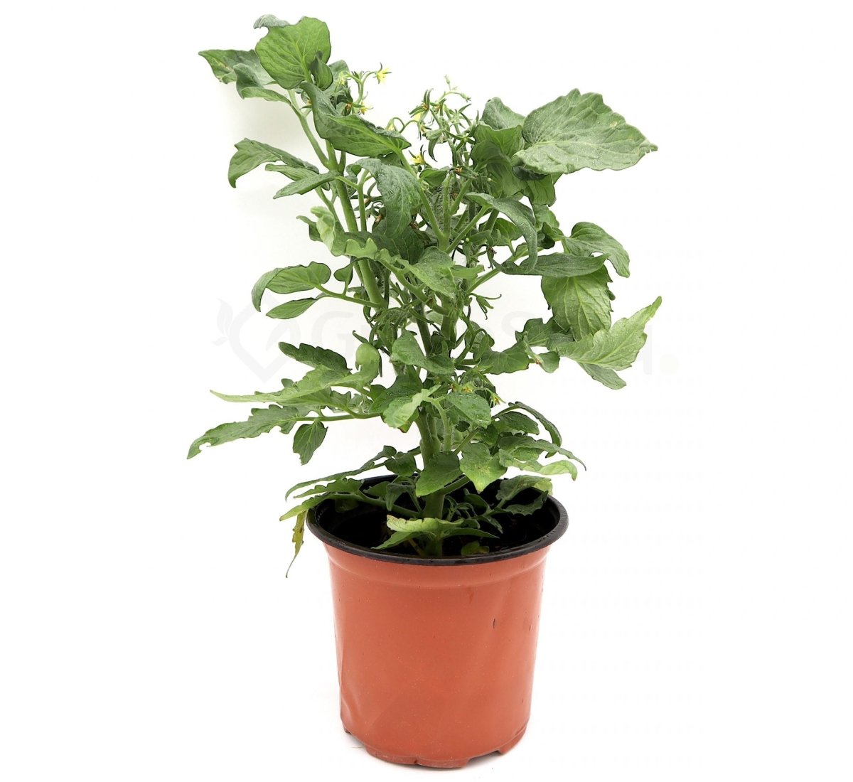 Tomato Plant "Cherry tomato" Organic - Greensouq -
