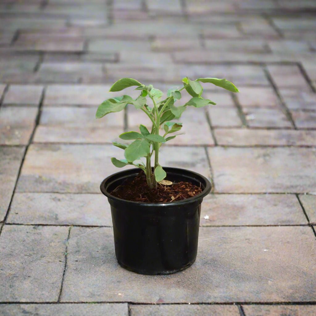 Tomato Plant | Solanum lycopersicum | Fresh Tomato | Vegetable Plant 10 - 15 cm - Greensouq -