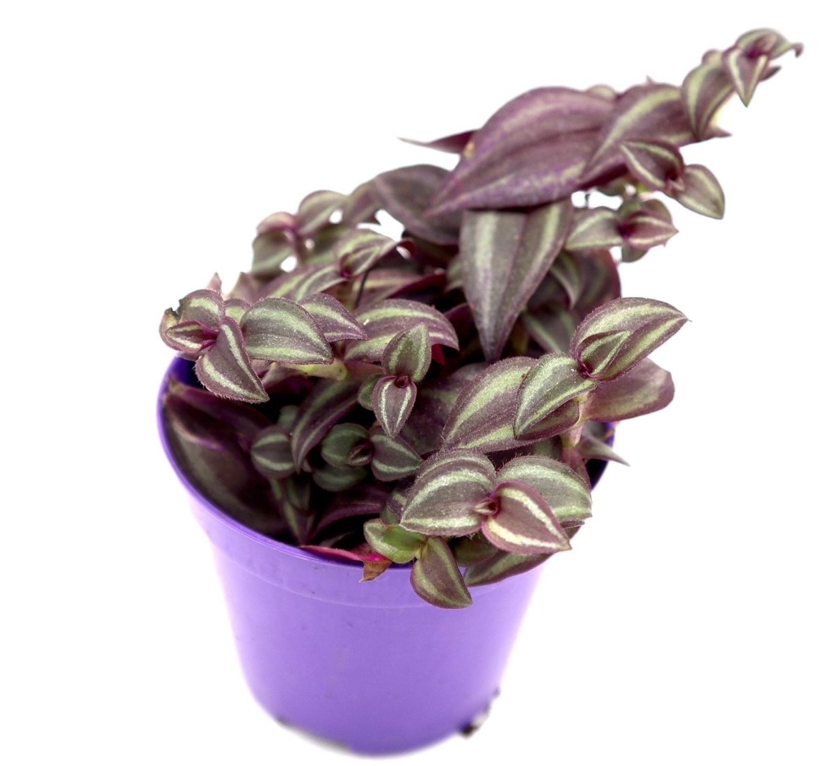 Purple Queen Tradescantia | Tradescantia purpusii | Tradescantia Purple Heart | Purple Queen 10 - 15cm - Greensouq -