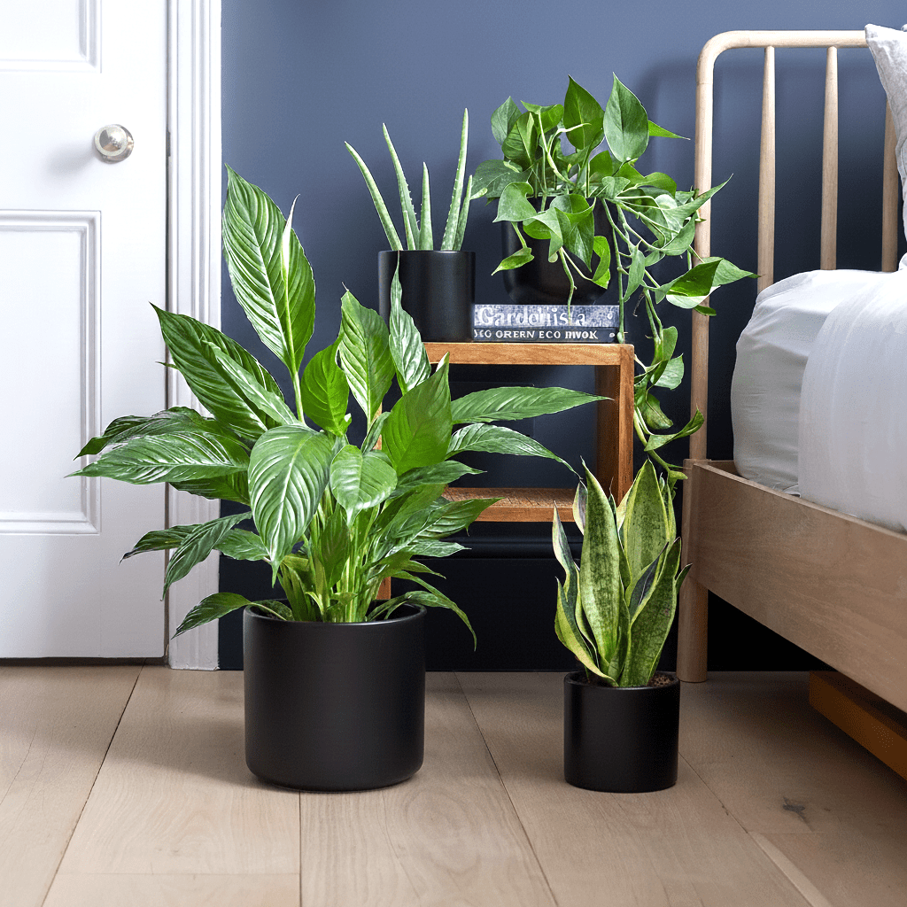 Ultimate Bedroom Air Purifying Collection (Peace Lily 50 - 60cm, Snake Plant 25 - 35cm, Variegated Money Plant 10 - 20cm, Aloe Vera 25 - 35cm) - Greensouq -