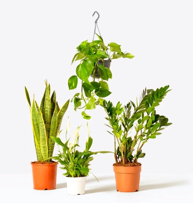 Unkillable Plants Set (Sansevieria, Zz Plant, Peace Lily, Hanging Money Plant) - Greensouq -