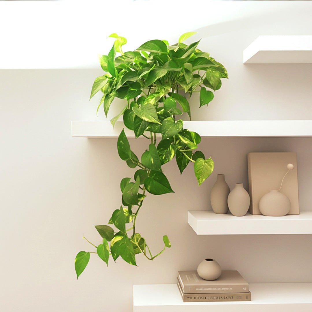 Variegated Hanging Money Plant "Epipremnum Aureum" - Greensouq -