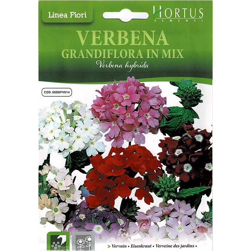 Vervain Seeds Mix "Verbena Grandiflora In Mix" Premium Quality Seeds by Hortus - Greensouq -