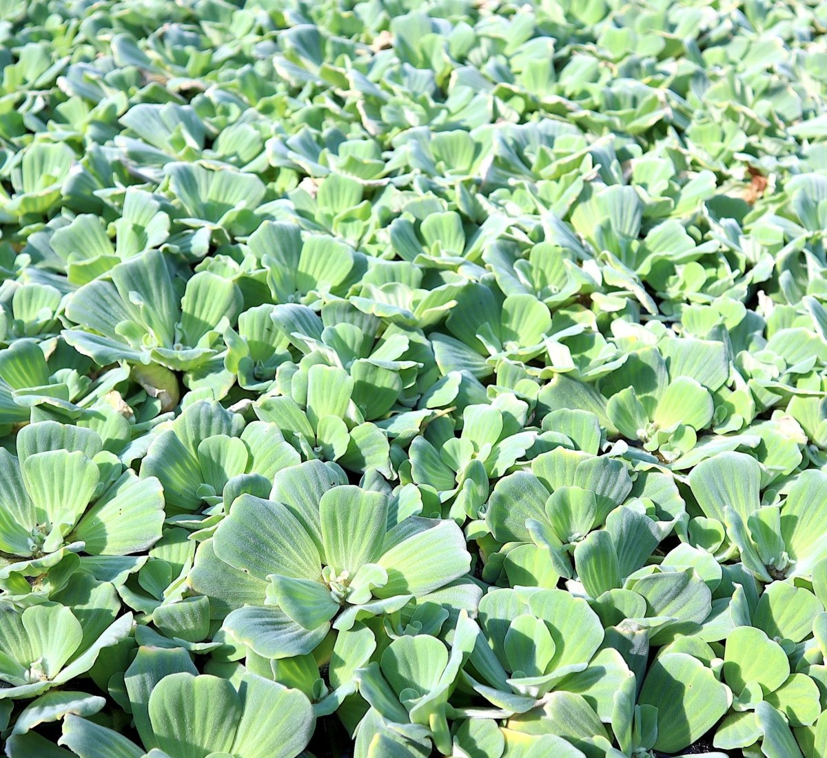 Water lettuce "Pistia stratiotes" - Greensouq -