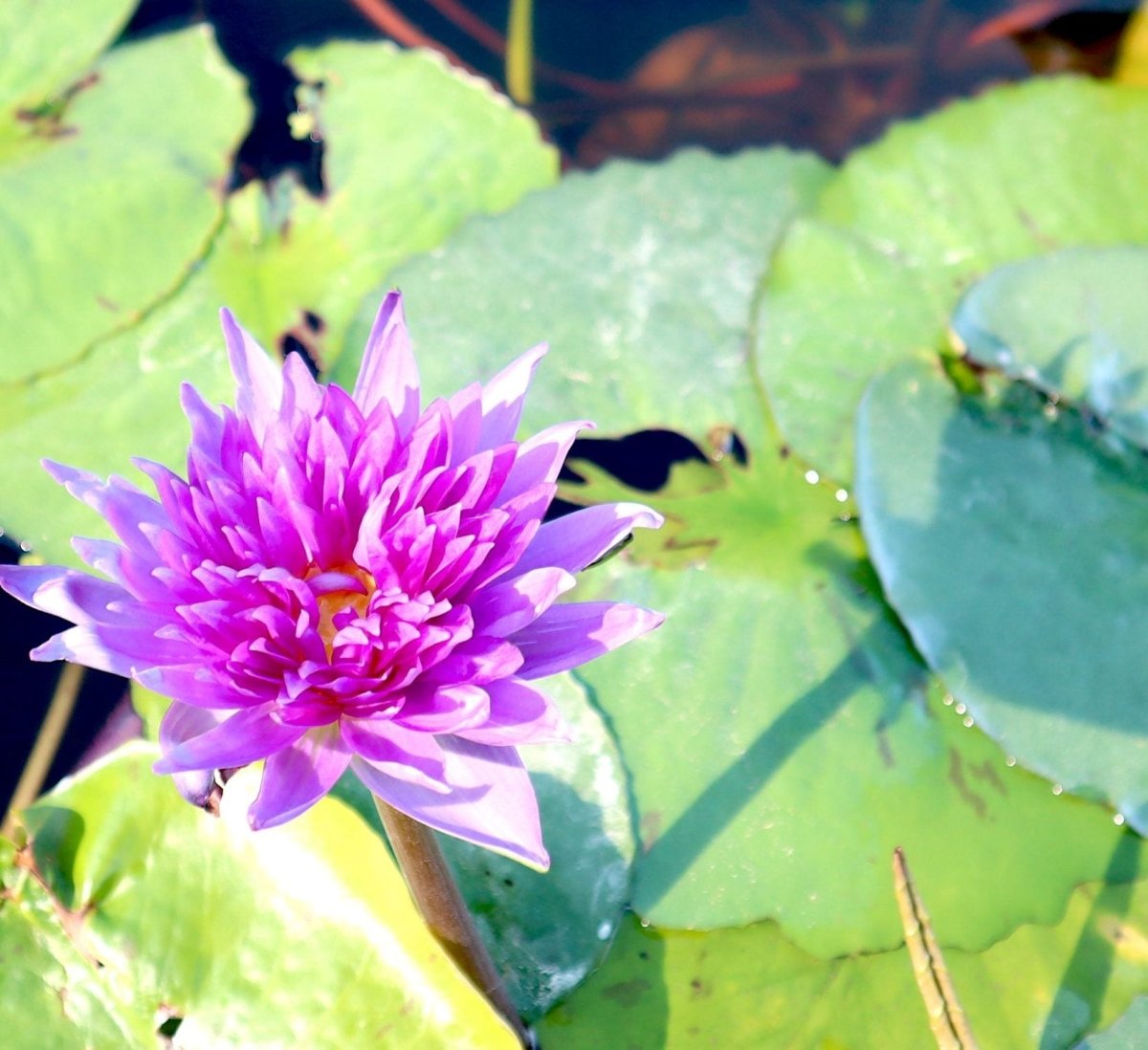 Water Lily Nymphaea "King of Siam" - Greensouq -