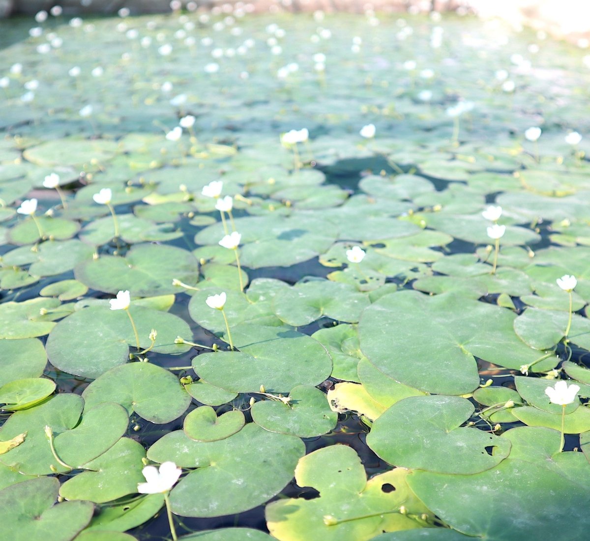 Snowflake Water Lily Water Snowflake "Nymphoides indica" - Greensouq -