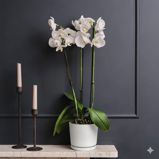 White Orchids 50 - 70cm - Greensouq -