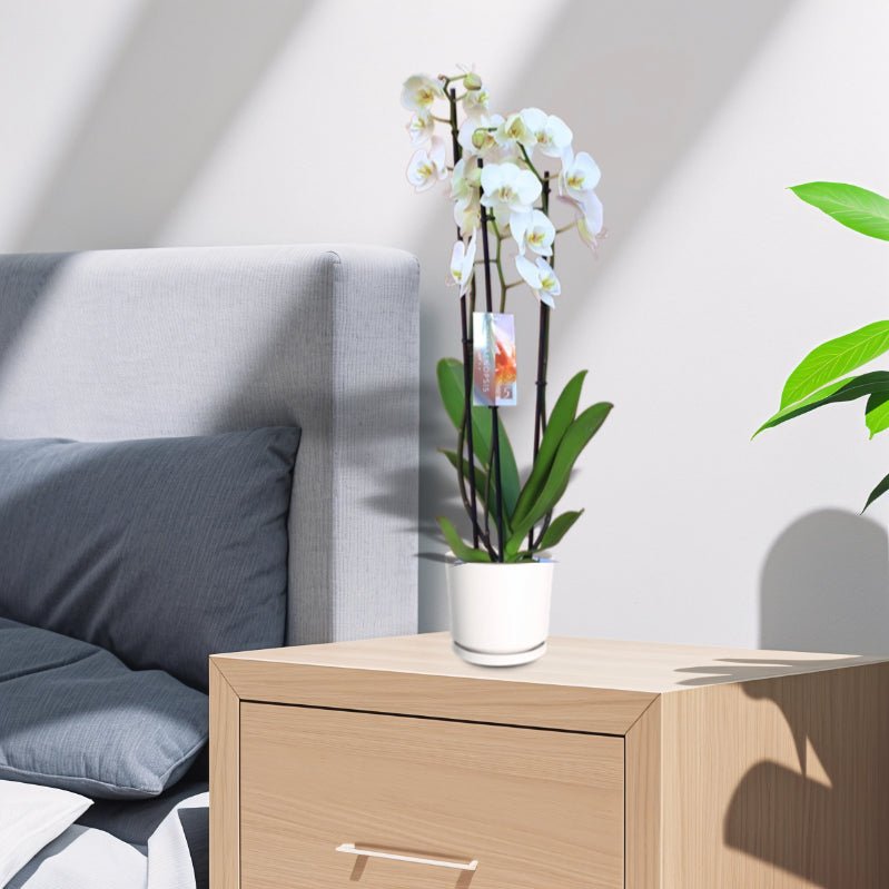 White Orchids 50 - 70cm - Greensouq -
