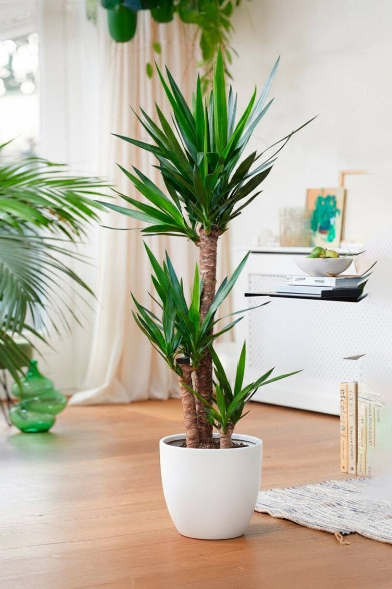 Yucca Elephantipes "Spineless Yucca, Giant Yucca" 80 to 100 cm - Greensouq -