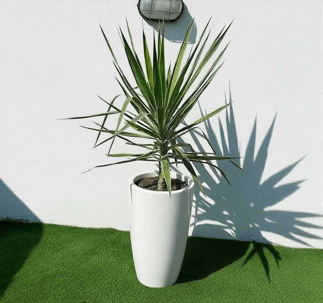 Yucca elephantipes variegata or Variegated Spineless Yucca 70 - 90cm - Greensouq -
