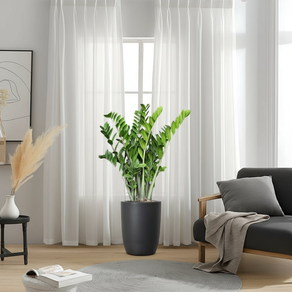 ZZ Plant indoor / Zamioculcas Zamiifolia, Zanzibar Gem in Black Ceramic Pot 80-100cm - Greensouq -