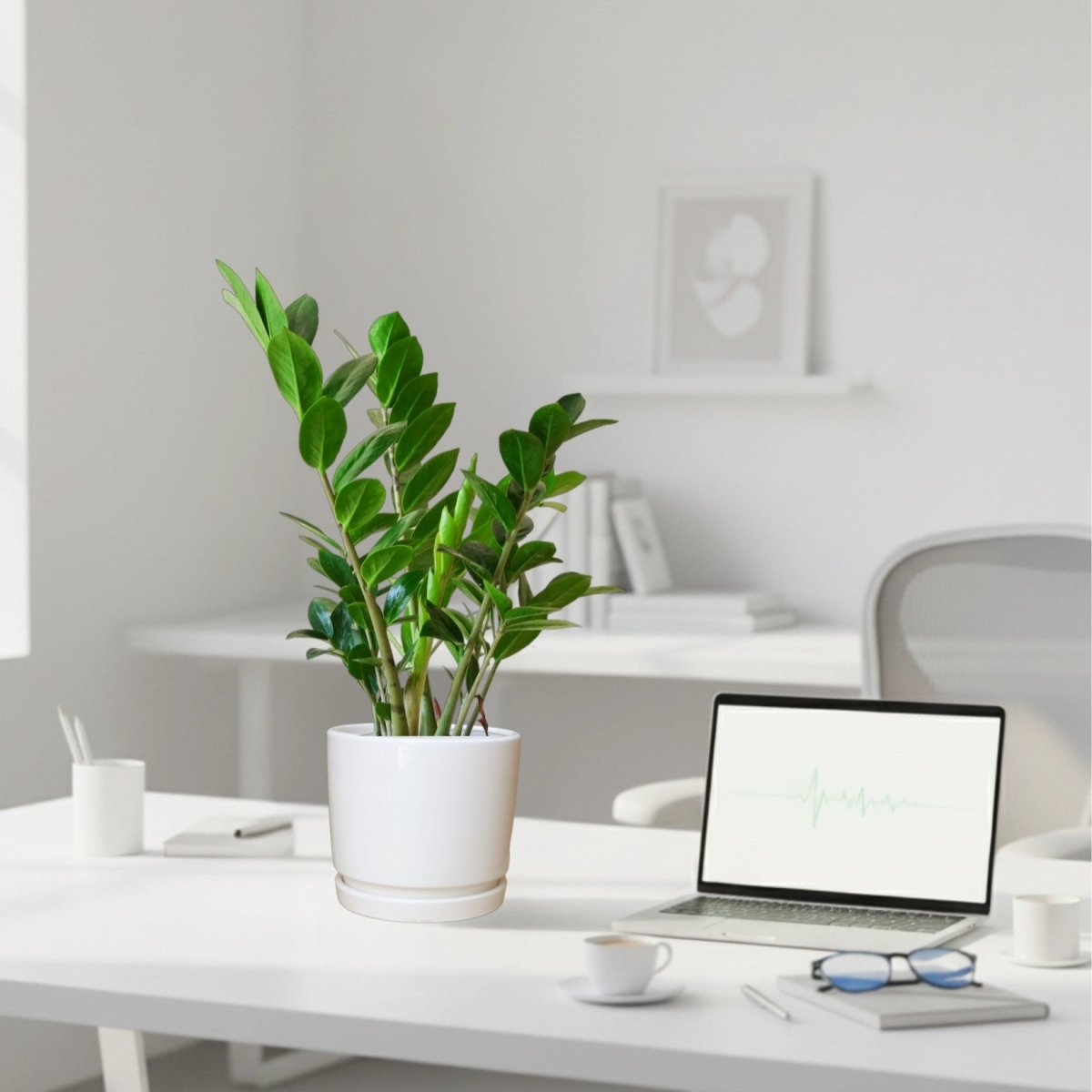 Zamioculcas Zamiifolia, Zanzibar Gem or ZZ Plant in Ceramic Pot - Greensouq -