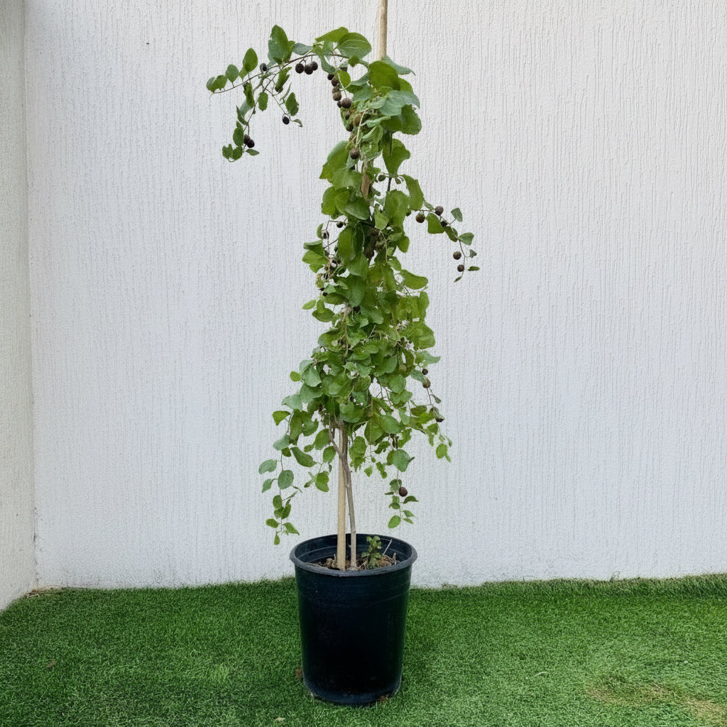 Sidr Tree شجرة سدر (No Spine) - Greensouq -