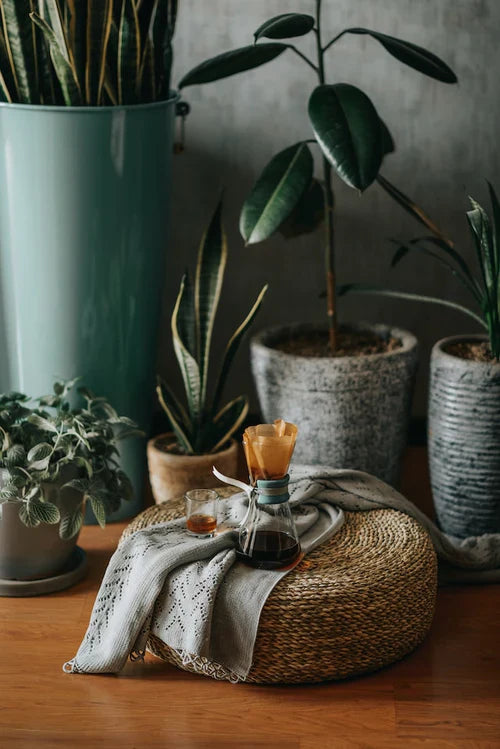 Top selling indoor plants in Dubai UAE